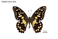 藏品(花鳳蝶)的圖片